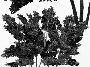 2 diffrent tree common hazel 3D 모델