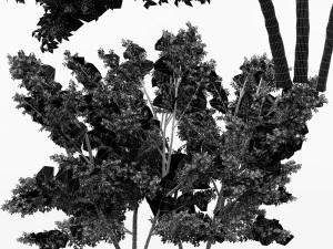 2 &aacute;rboles diferentes de avellano com&uacute;n Modelo 3D