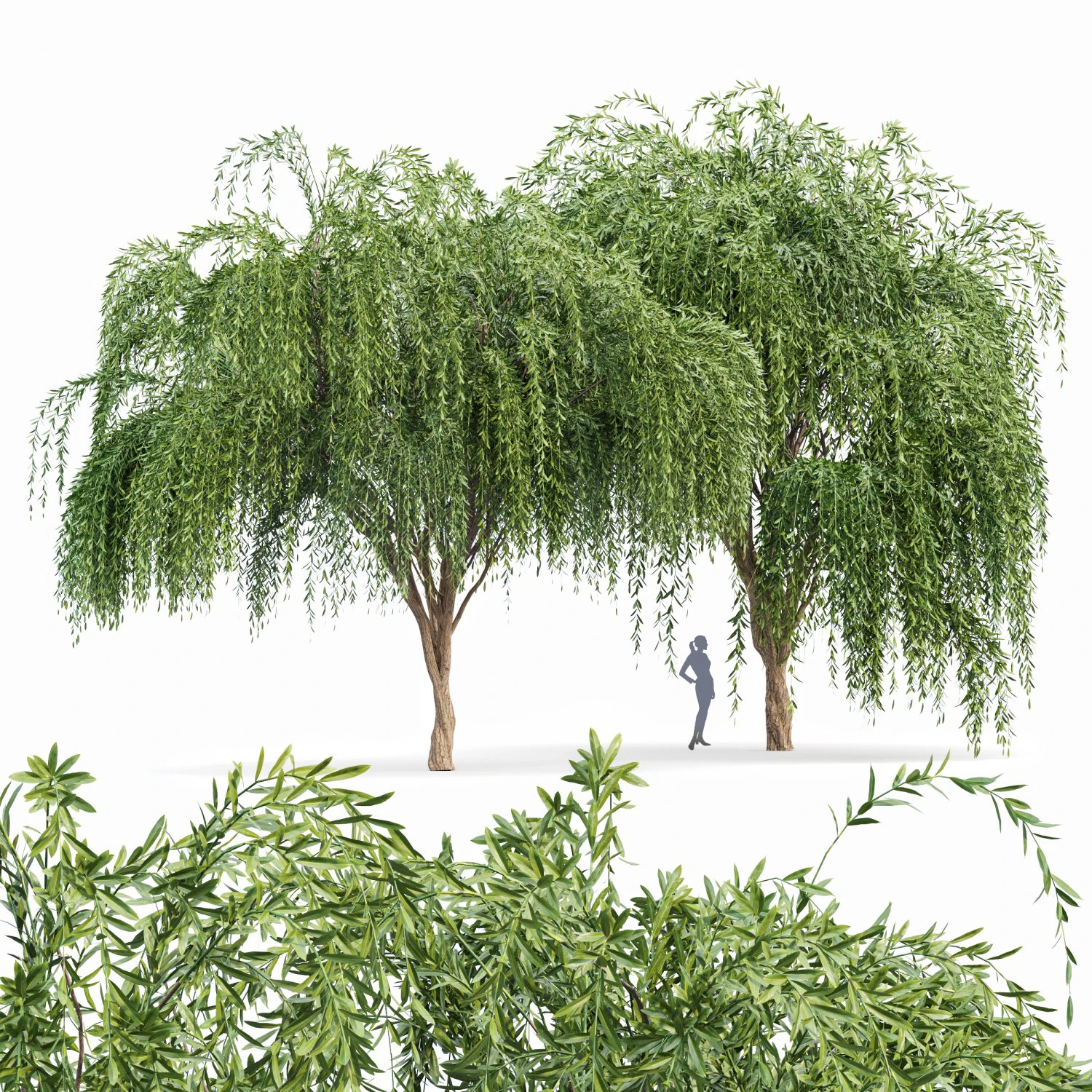 weeping willow 2trees 3D Model .c4d .max .obj .3ds .fbx .stl .blend 