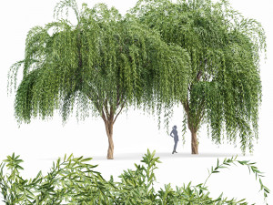 weeping willow 2trees 3D Model