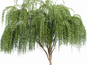 weeping willow 2trees 3D Model