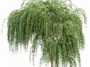 weeping willow 2trees 3D Model