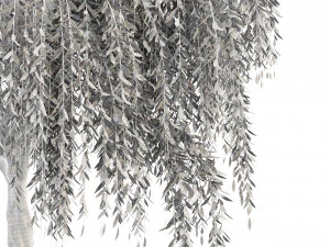 weeping willow 2trees 3D Model