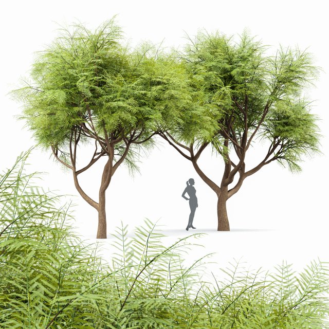 velvet mesquite 2trees 3D Модель .c4d .max .obj .3ds .fbx .stl .blend 