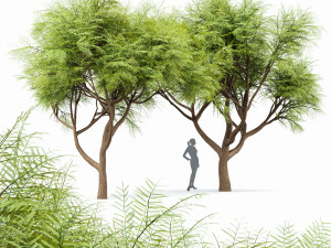 velvet mesquite 2trees 3D Model