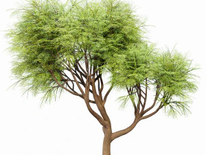 velvet mesquite 2trees 3D Model