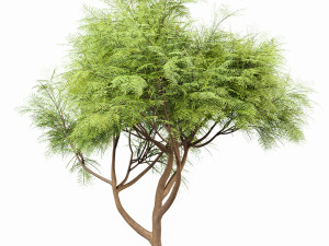 velvet mesquite 2trees 3D Модель