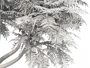 velvet mesquite 2trees 3D Модель