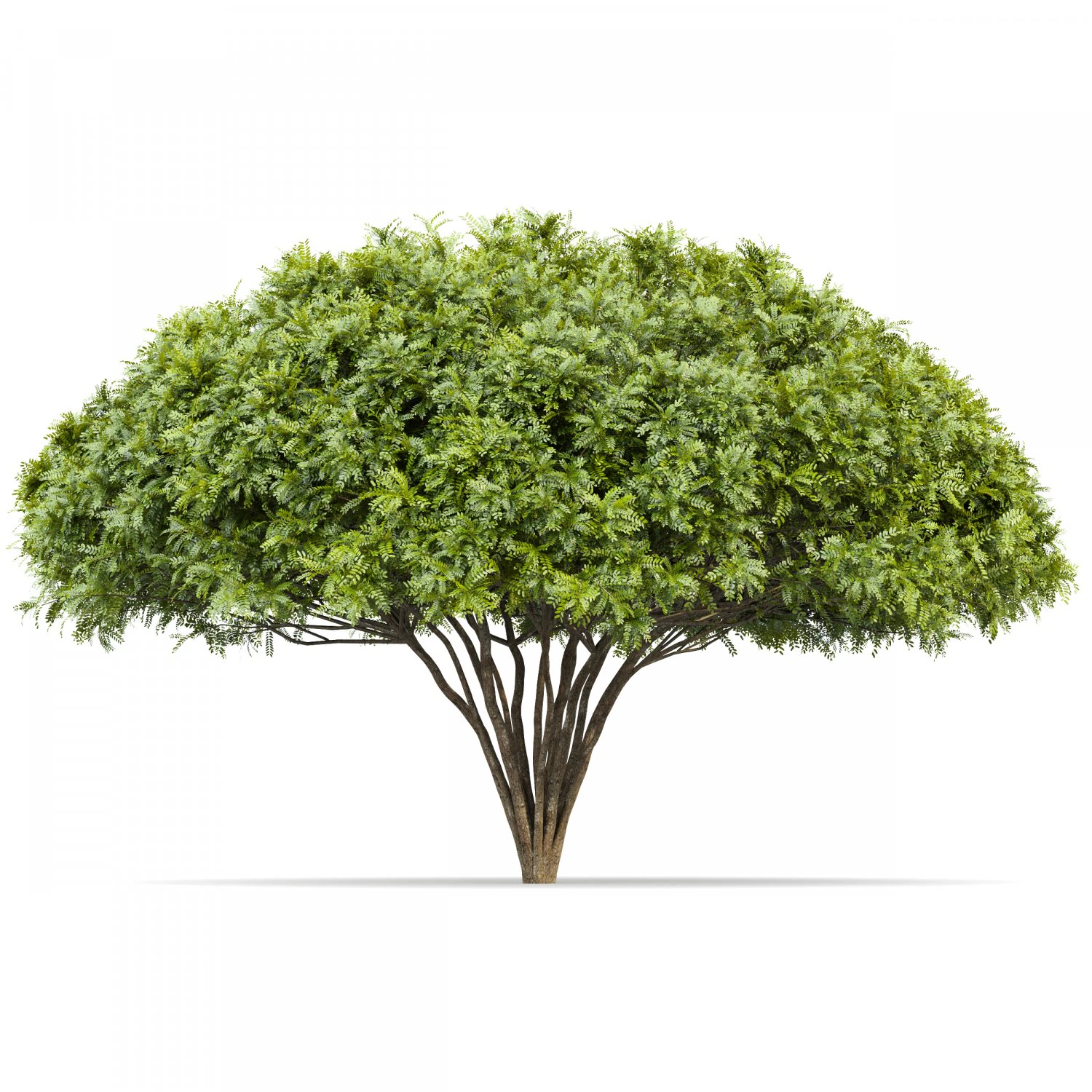palo verde 2 trees 3D Model .c4d .max .obj .3ds .fbx .stl .blend