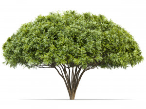 palo verde 2 trees 3D Model