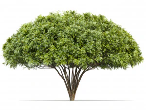 palo verde 2 bomen 3D Model