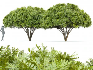 palo verde 2 trees 3D Model