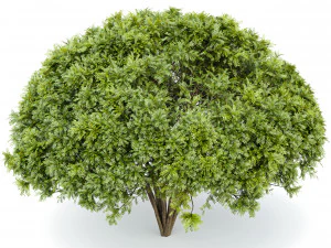 palo verde 2 trees 3D Model