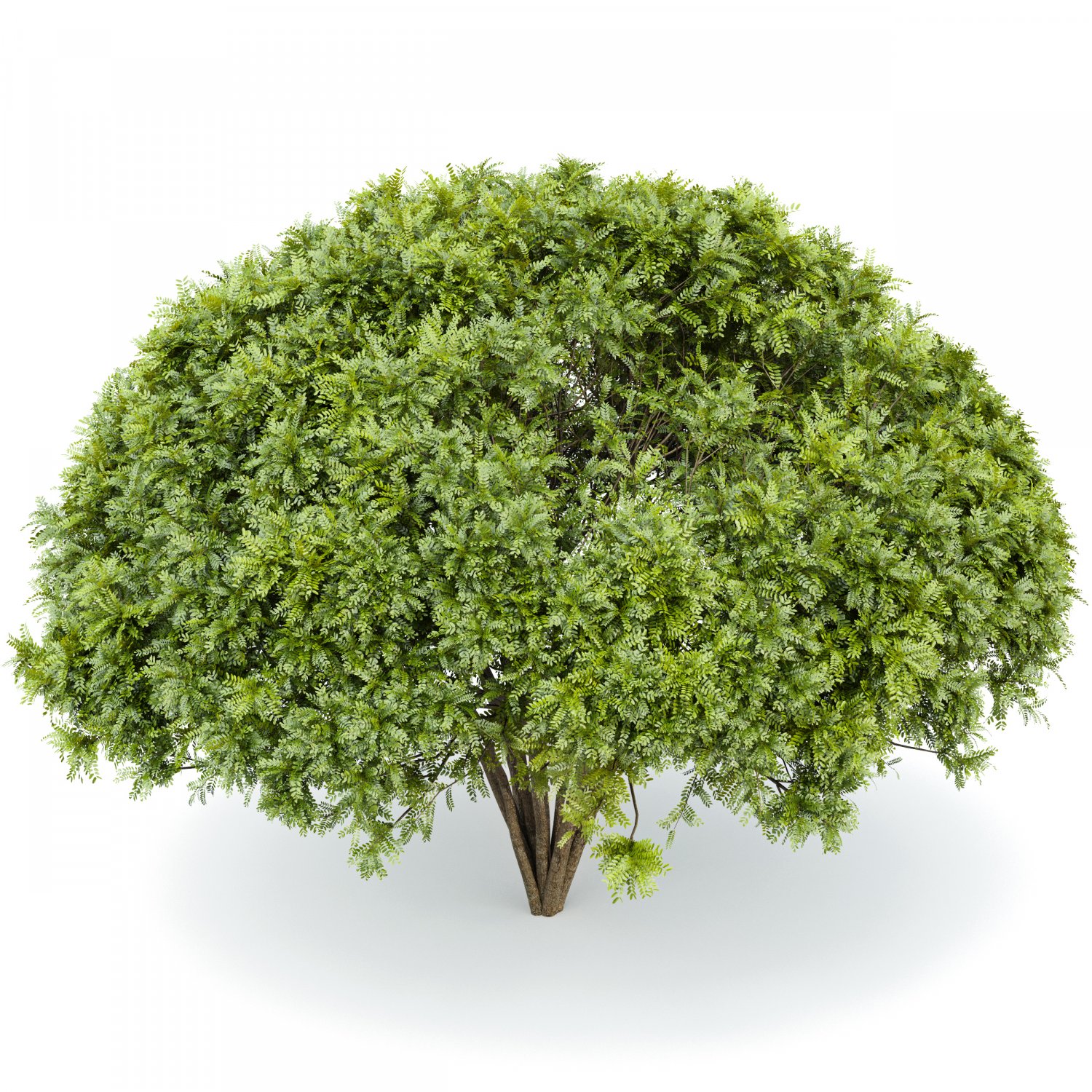 Her tree. Palo Verde дерево. 2 Tree. Дом на которое Пало дерево