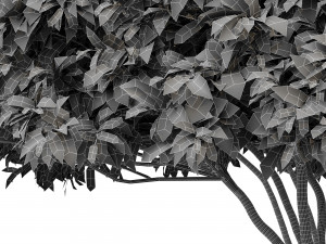 palo verde 2 trees 3D Модель