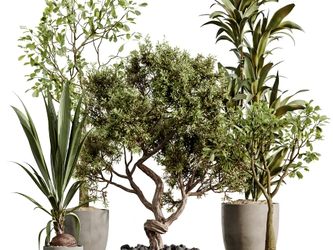 AV 室内植物套装 478 榕树龙盆景椰树 3D 模型