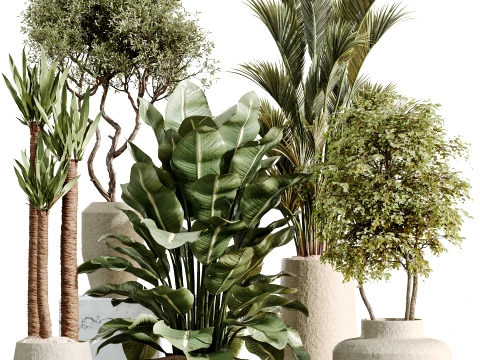 AV İ&ccedil; Mekan Bitki Seti 480 Olive Palm ParadiseBird Yucca 3D Model