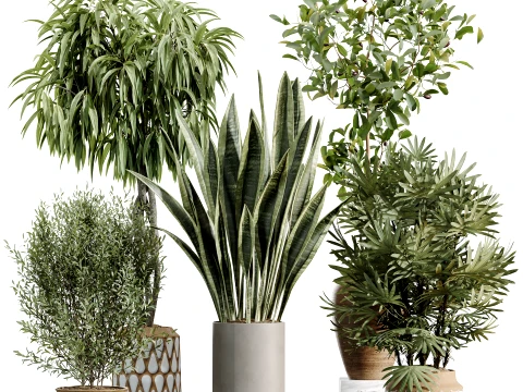 AV İ&ccedil; Mekan Bitkileri Seti 481 Palmiye Pachira Sansevieria Ficus Zeytin 3D Model