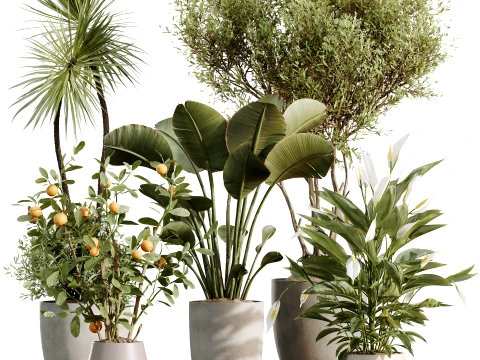 AV Indoor Plants Set 482 Peace Lily Banana Olive Yucca Orange 3D Model