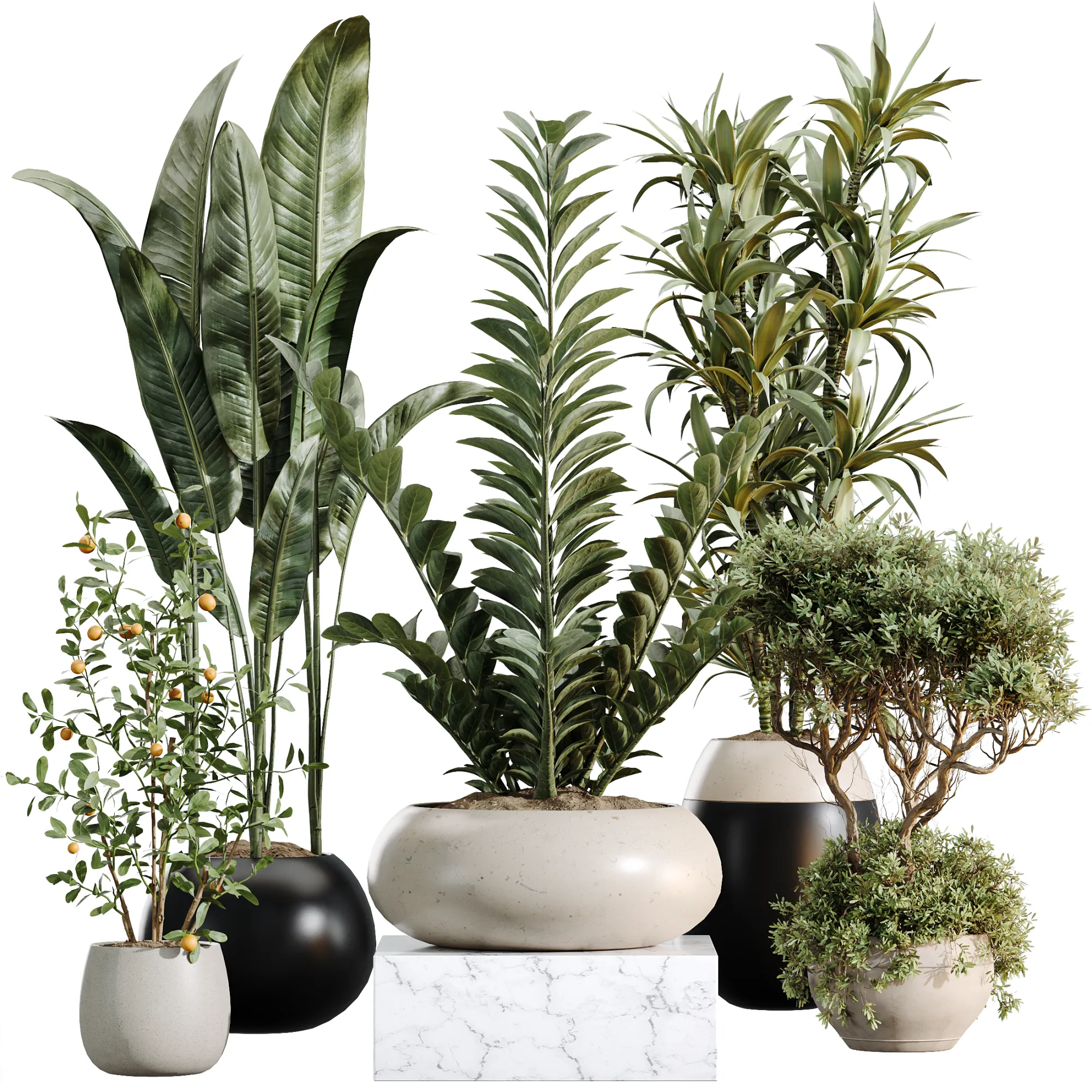 AV Indoor Plants Set 483 Zamiifolia Olive ParadiseBird Orange Tree 3D Model .c4d .max .obj .3ds .fbx .stl .blend 