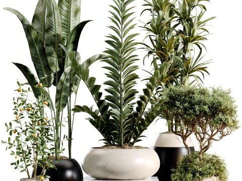 AV Set de plantes d'int&eacute;rieur 483 Zamiifolia Olive ParadiseBird Oranger Modèle 3D