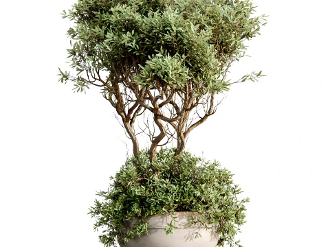 AV Indoor Plants Set 483 Zamiifolia Olive ParadiseBird Orange Tree 3D Model