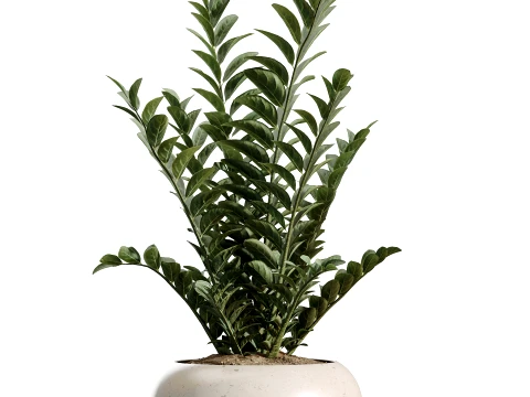 AV Indoor Plants Set 483 Zamiifolia Olive ParadiseBird Orange Tree 3D Model