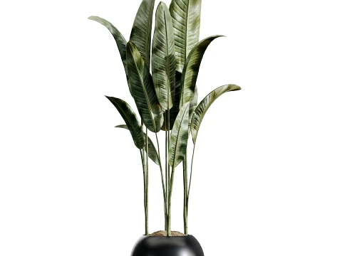 AV Indoor Plants Set 483 Zamiifolia Olive ParadiseBird Orange Tree 3D Model