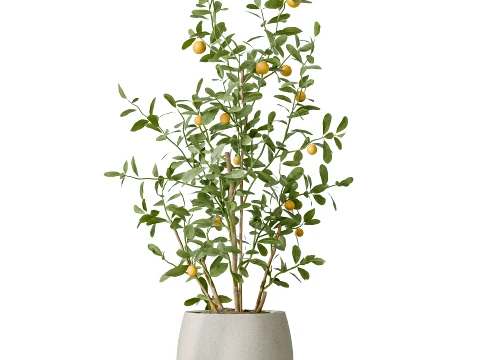 AV Indoor Plants Set 483 Zamiifolia Olive ParadiseBird Orange Tree 3D Model
