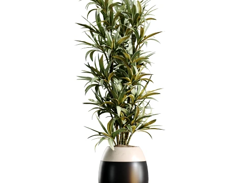 AV Indoor Plants Set 483 Zamiifolia Olive ParadiseBird Orange Tree 3D Model