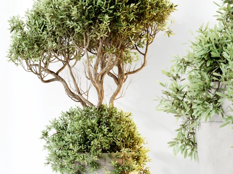 AV Indoor Plants Set 483 Zamiifolia Olive ParadiseBird Orange Tree 3D Model