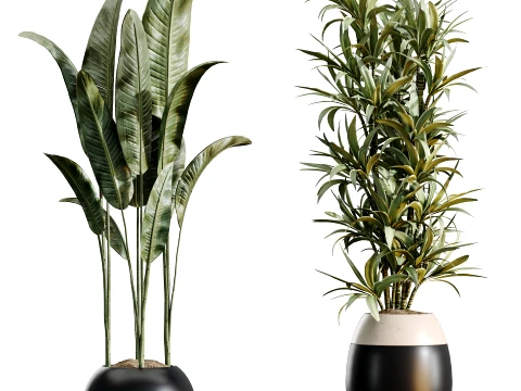 AV Indoor Plants Set 483 Zamiifolia Olive ParadiseBird Orange Tree 3D Model