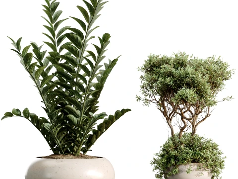 AV Indoor Plants Set 483 Zamiifolia Olive ParadiseBird Orange Tree 3D Model