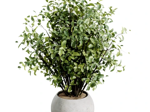 AV Indoor Plants Set 484 Palm Olive Eucalyptus Ficus 3D Model