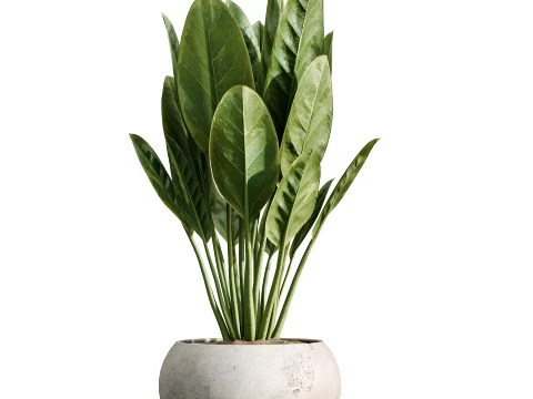 AV Indoor Plants Set 484 Palm Olive Eucalyptus Ficus 3D Model