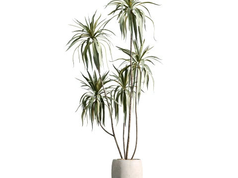 AV Indoor Plants Set 484 Palm Olive Eucalyptus Ficus 3D Model