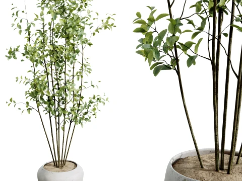 AV Indoor Plants Set 484 Palm Olive Eucalyptus Ficus 3D Model