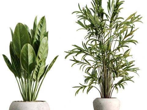 AV Indoor Plants Set 484 Palm Olive Eucalyptus Ficus 3D Model