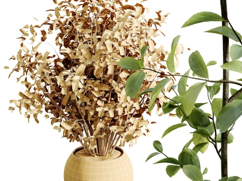 AV Indoor Plants Set 484 Palm Olive Eucalyptus Ficus 3D Model