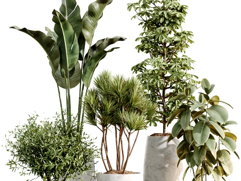 AV İ&ccedil; Mekan Bitkileri Set 485 Ficus Zeytin Okalipt&uuml;s Yucca 3D Model