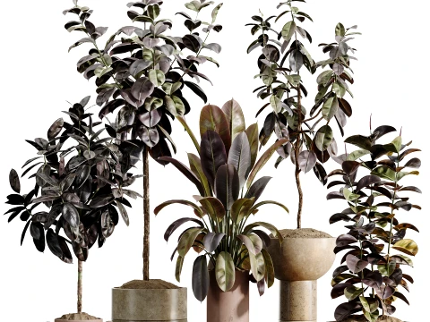 AV Kamerplantenset 486 Rubber Ficus Elastica Abidjan Melany 3D Model