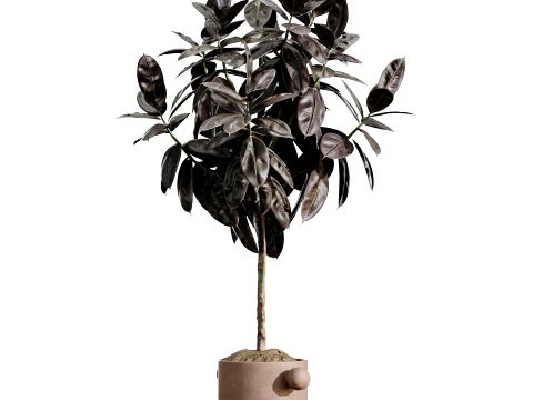 AV Indoor Plants Set 486 Rubber Ficus Elastica Abidjan Melany 3D Model