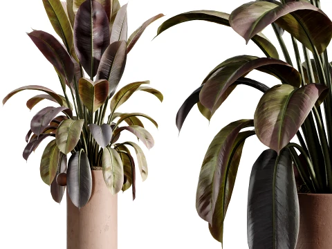 AV Indoor Plants Set 486 Rubber Ficus Elastica Abidjan Melany 3D Model