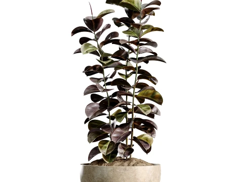 AV Indoor Plants Set 486 Rubber Ficus Elastica Abidjan Melany 3D Model