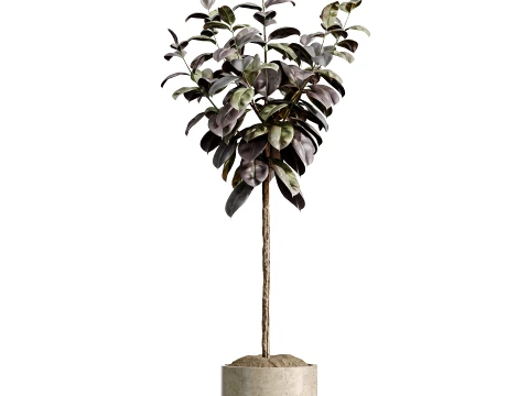 AV Indoor Plants Set 486 Rubber Ficus Elastica Abidjan Melany 3D Model