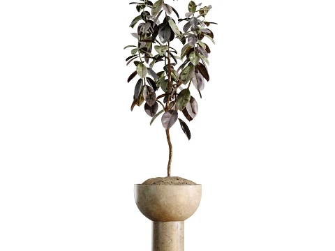 AV Indoor Plants Set 486 Rubber Ficus Elastica Abidjan Melany 3D Model
