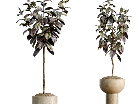 AV Indoor Plants Set 486 Rubber Ficus Elastica Abidjan Melany 3D Model