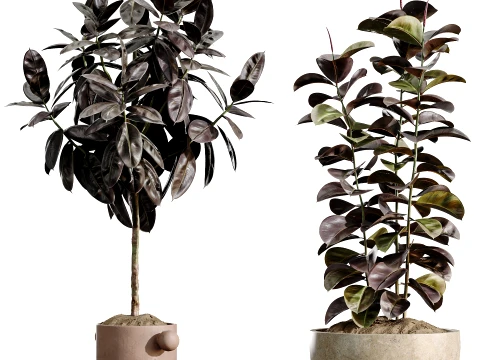 AV Indoor Plants Set 486 Rubber Ficus Elastica Abidjan Melany 3D Model