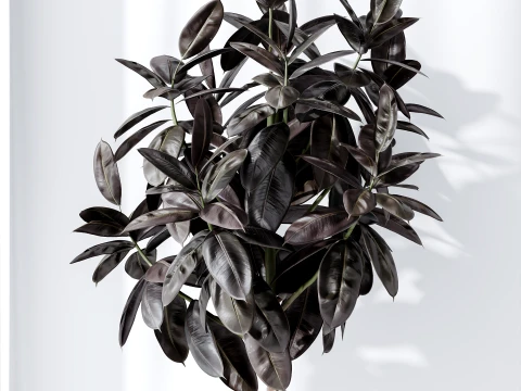 AV Indoor Plants Set 486 Rubber Ficus Elastica Abidjan Melany 3D Model