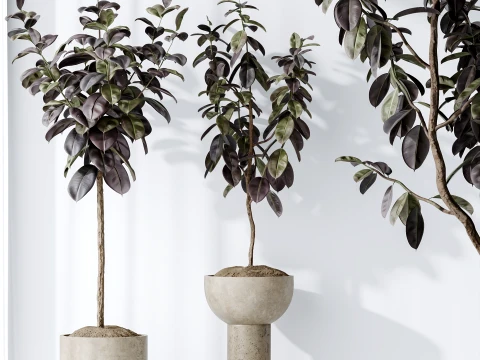 AV Indoor Plants Set 486 Rubber Ficus Elastica Abidjan Melany 3D Model